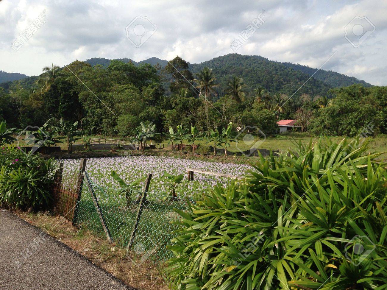 Hillview Area In Rembau Negeri Sembilan Stock Photo Picture And Royalty Free Image Image 21396587