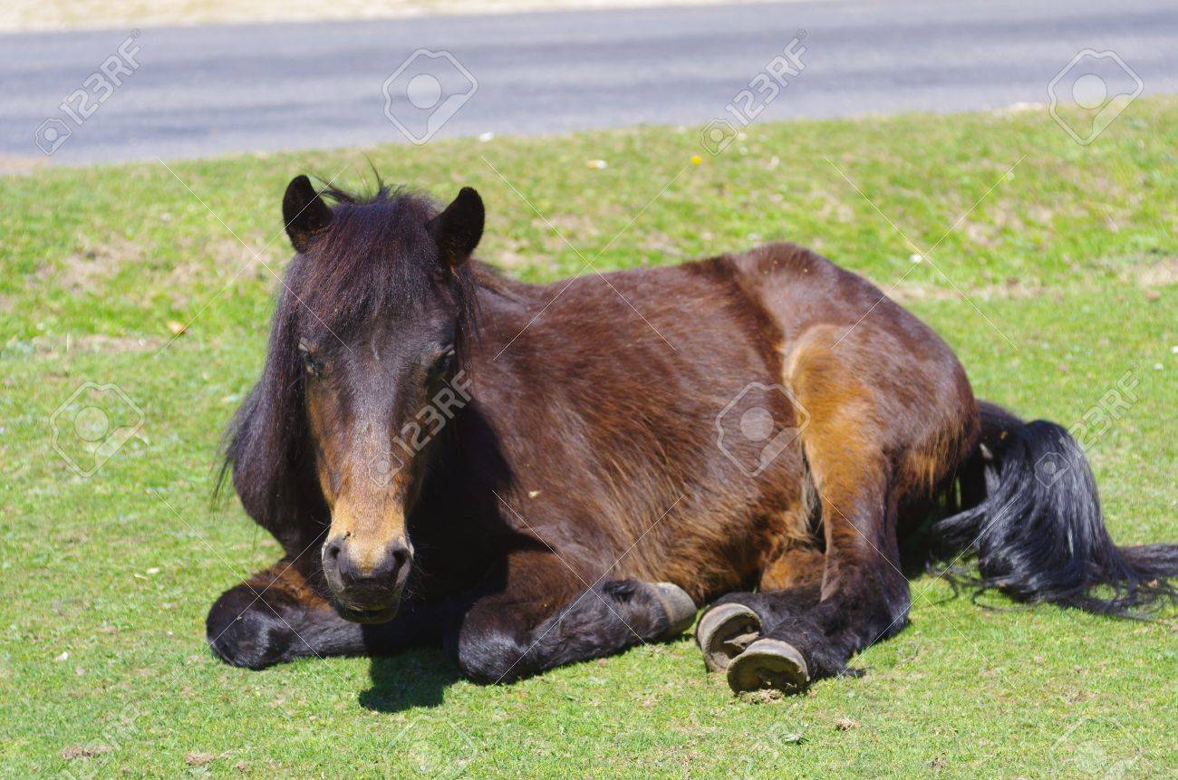 야생마 로열티 무료 사진, 그림, 이미지 그리고 스톡포토그래피. Image 19615432 야생마