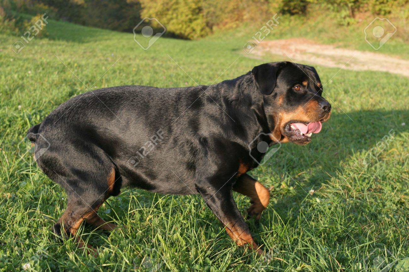 Beautiful Young Male Rottweiler Portrait In The Park Stock Photo Picture And Royalty Free Image Image