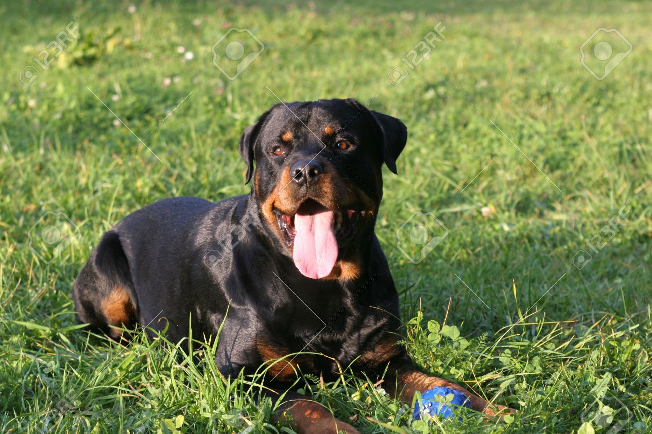 Beautiful Young Male Rottweiler Portrait In The Park Stock Photo Picture And Royalty Free Image Image