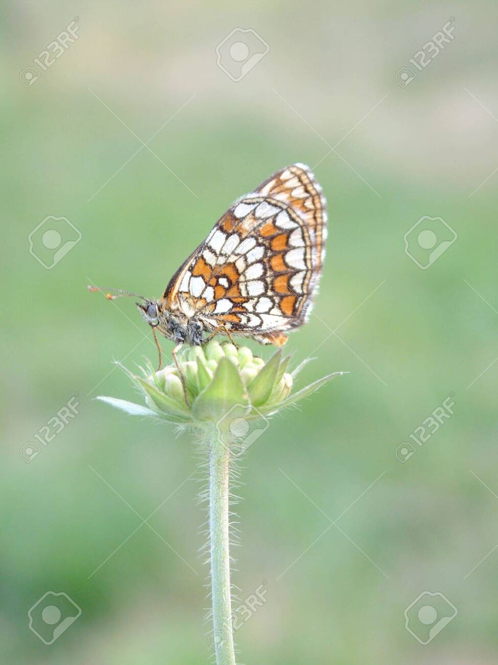 etiam-dictum-ipsum-a-felis