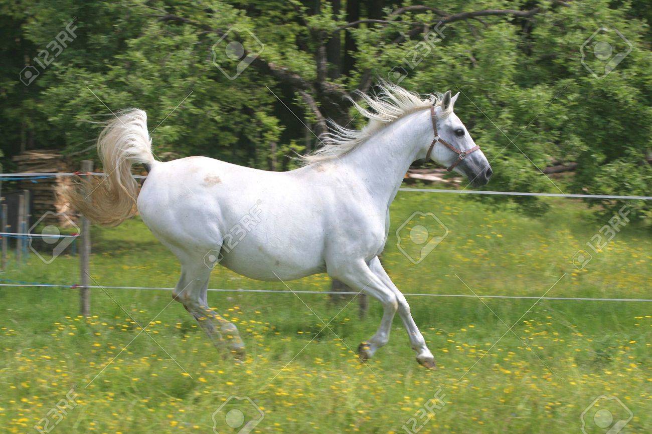 美しい馬 の写真素材 画像素材 Image