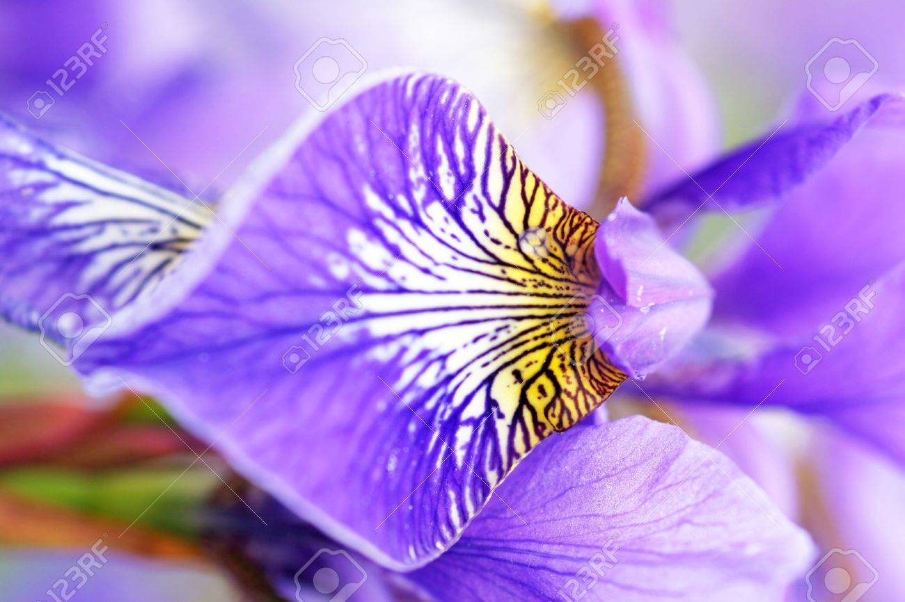 etiam-dictum-ipsum-a-felis