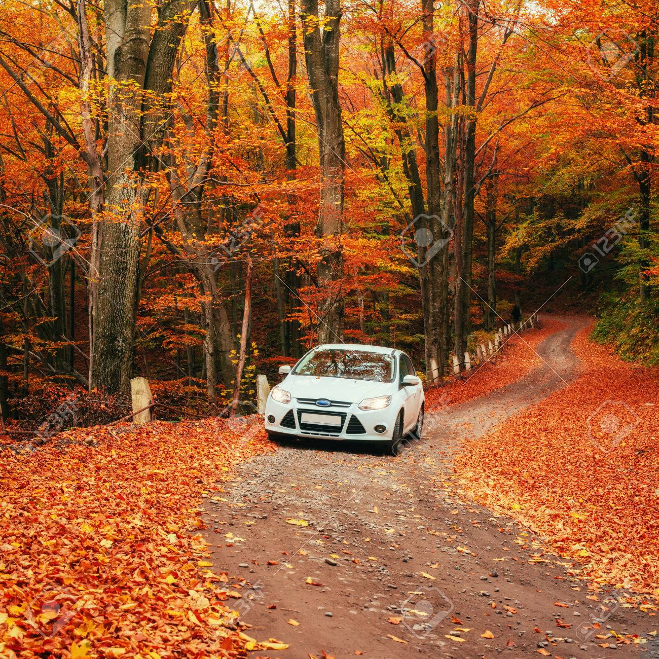 Forest Road Car Wallpaper Hd