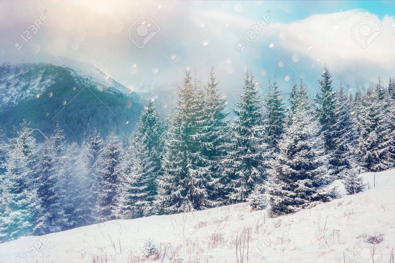 Magical Winter Landscape Background With Some Soft Highlights Stock Photo Picture And Royalty Free Image Image