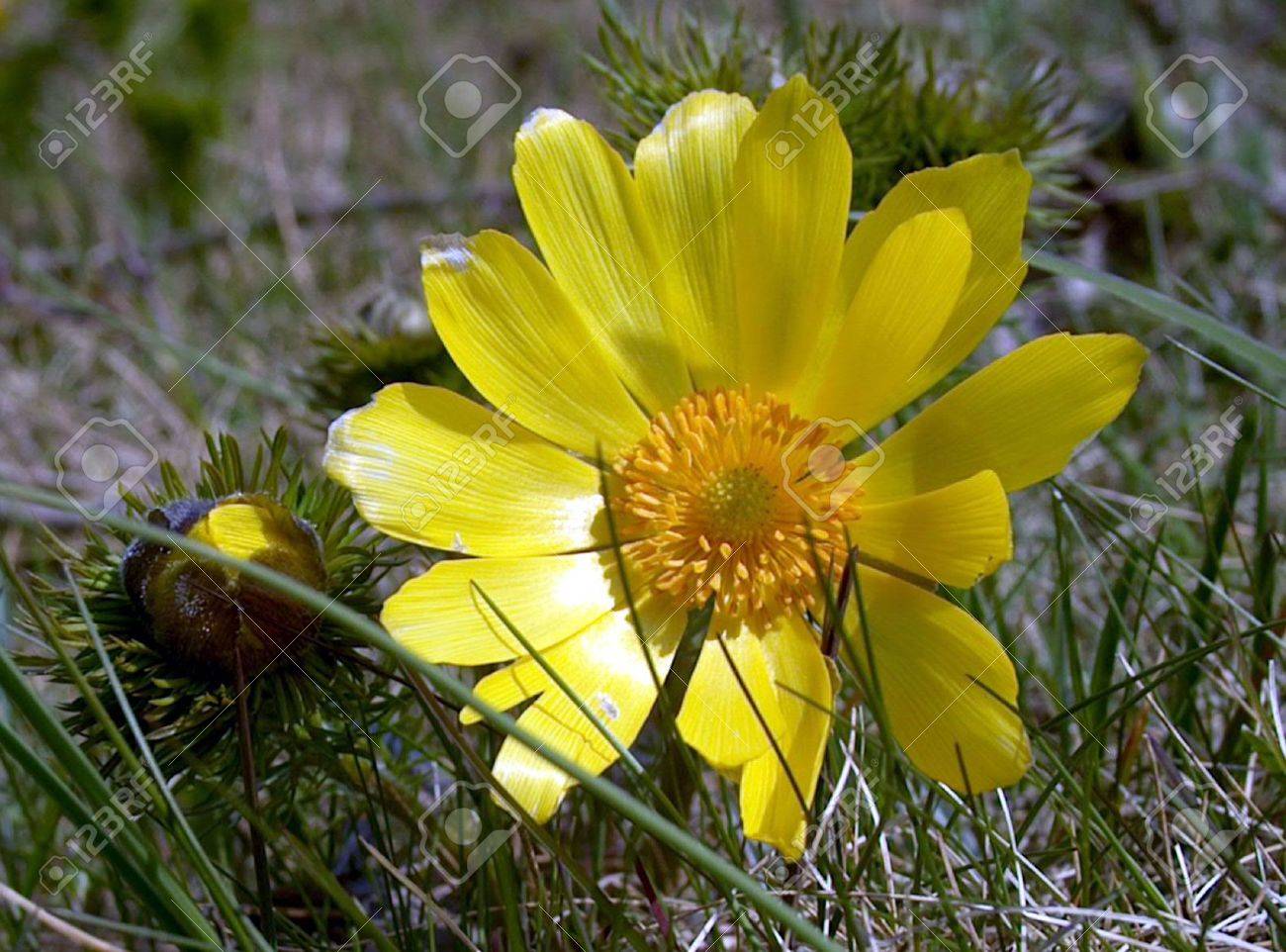 etiam-dictum-ipsum-a-felis