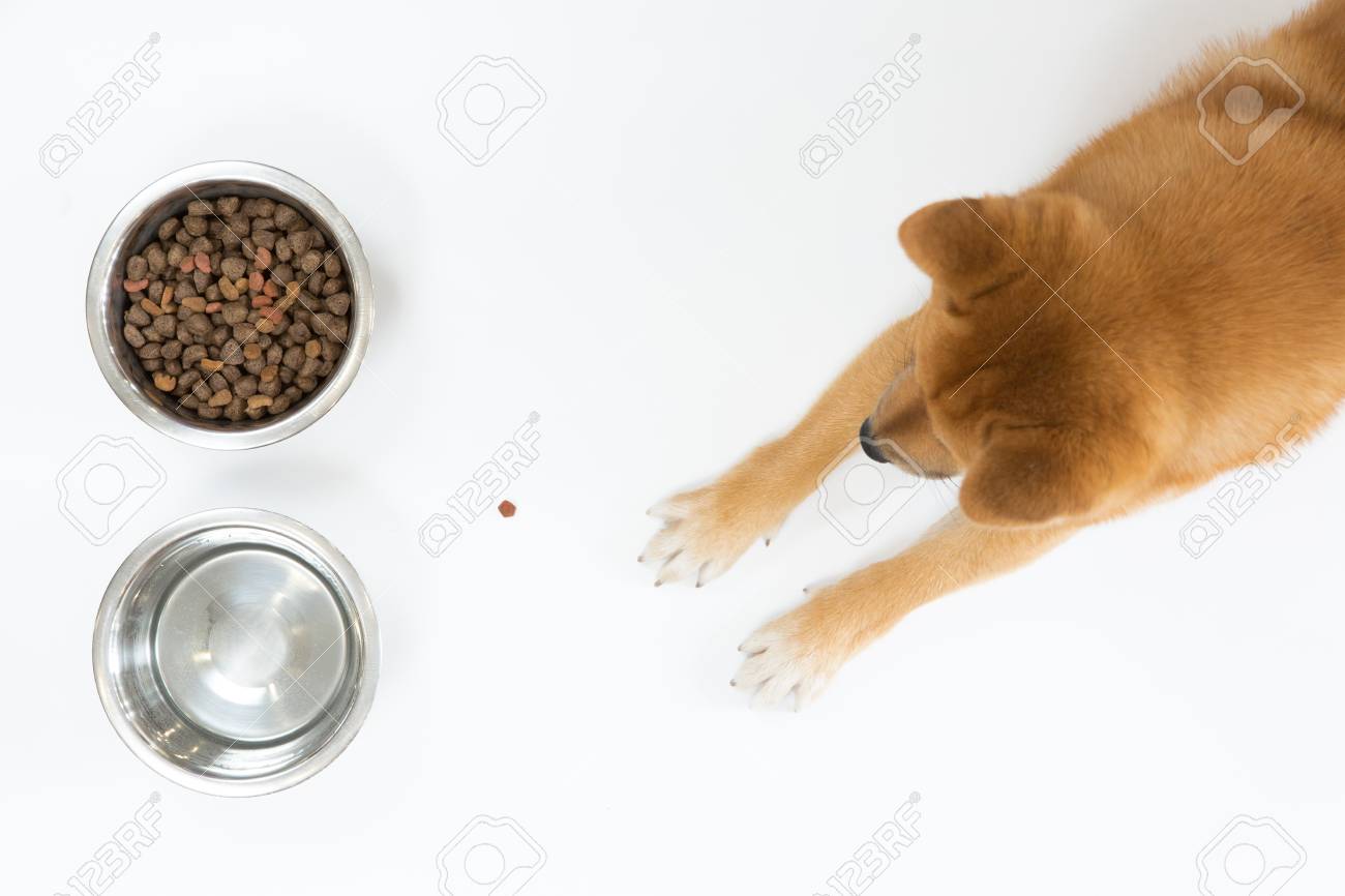 Top View Of Dry Dog Food In Bowl And Red Shiba Inu Dog Looking