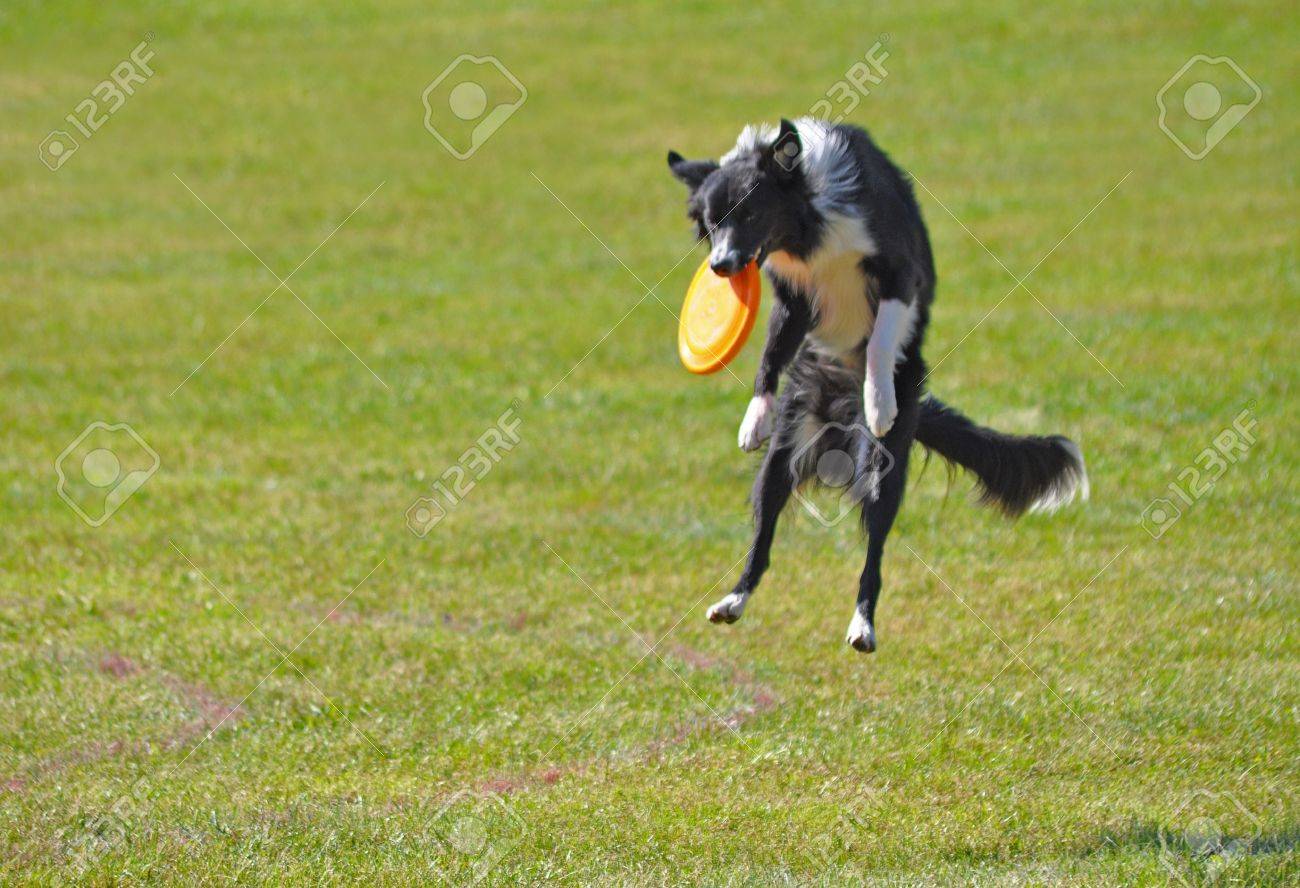 border collie catching frisbee