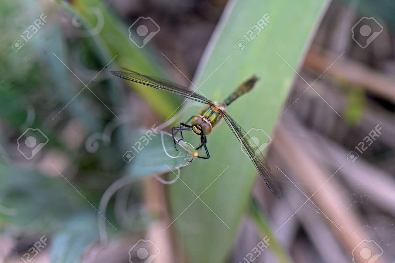 etiam-dictum-ipsum-a-felis