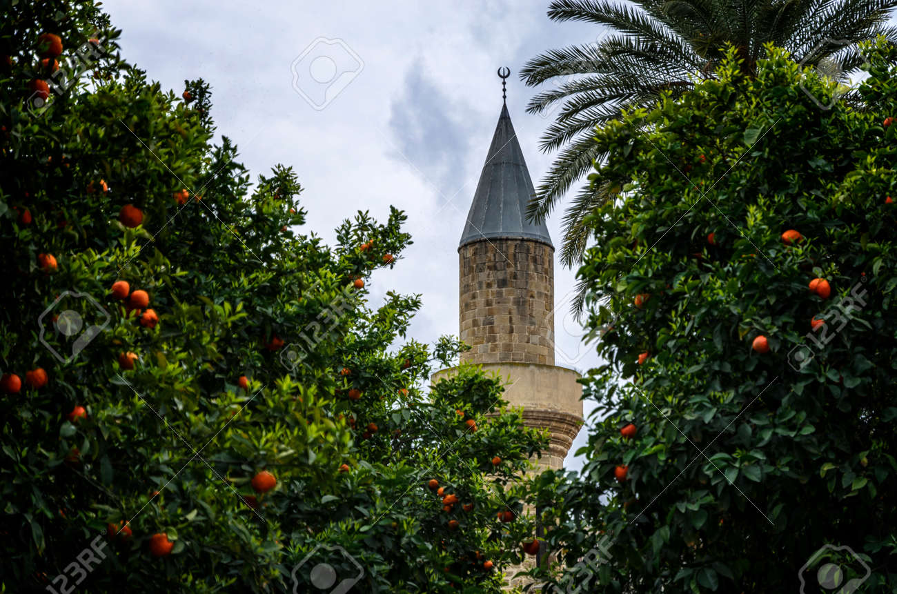 etiam-dictum-ipsum-a-felis