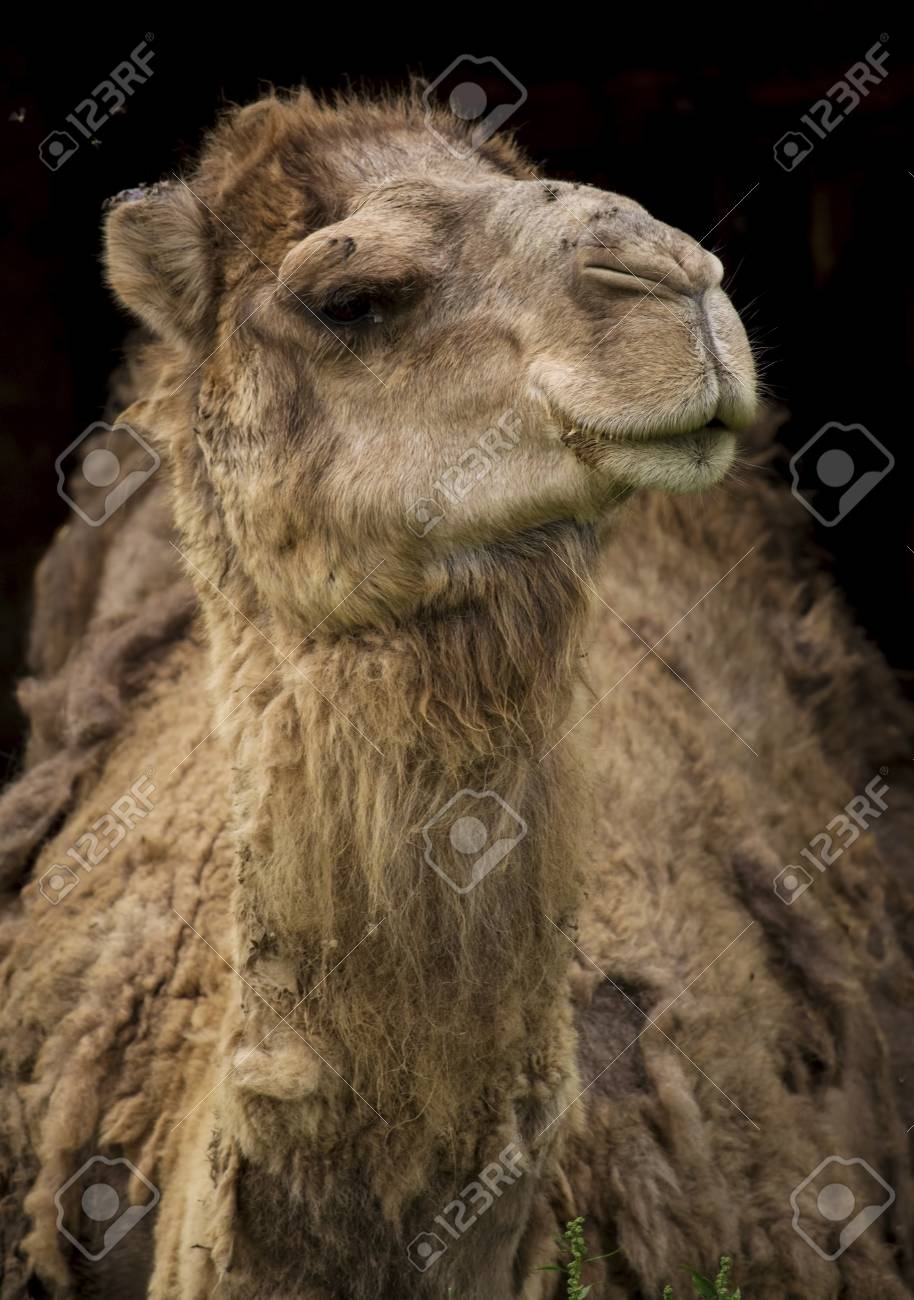 camel black background