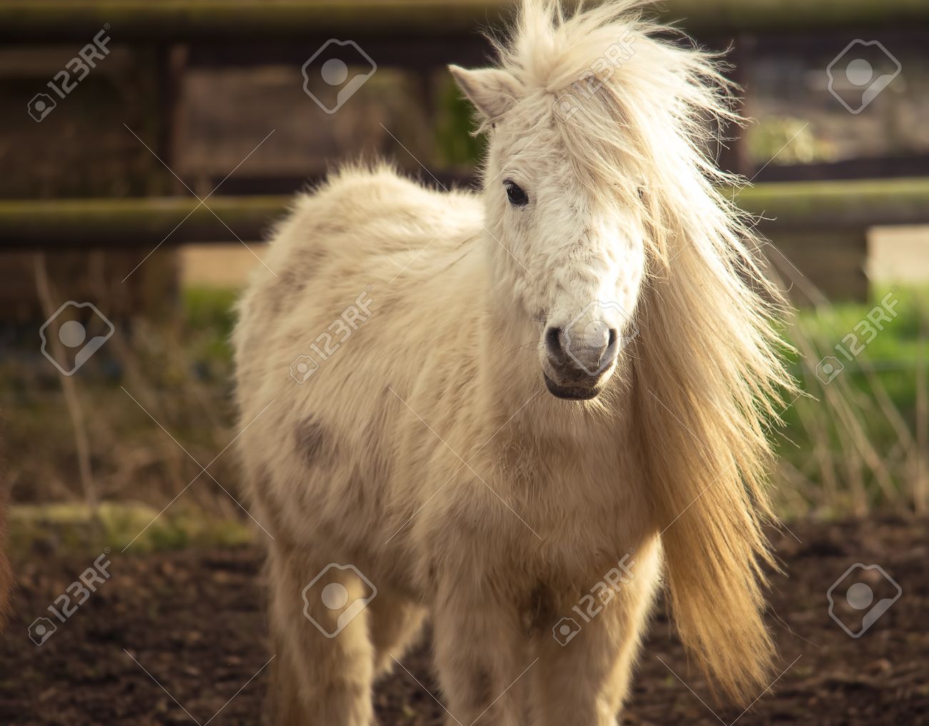 長いたてがみを持つ美しい白シェトランドポニー馬 の写真素材 画像素材 Image