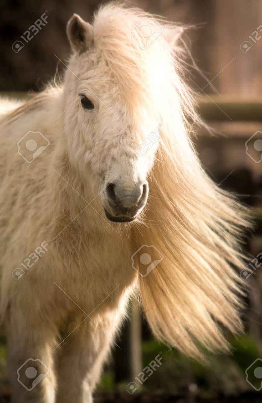 長いたてがみを持つ美しい白シェトランドポニー馬 の写真素材 画像素材 Image