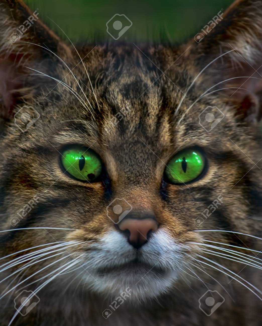 etiam-dictum-ipsum-a-felis