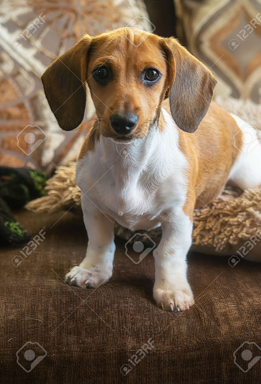 【ポンチ目 犬 ダックスフント】20cm フランス 犬 ヴィンテージ 茶色 il_340x270.3686785601_7hhz.jpg