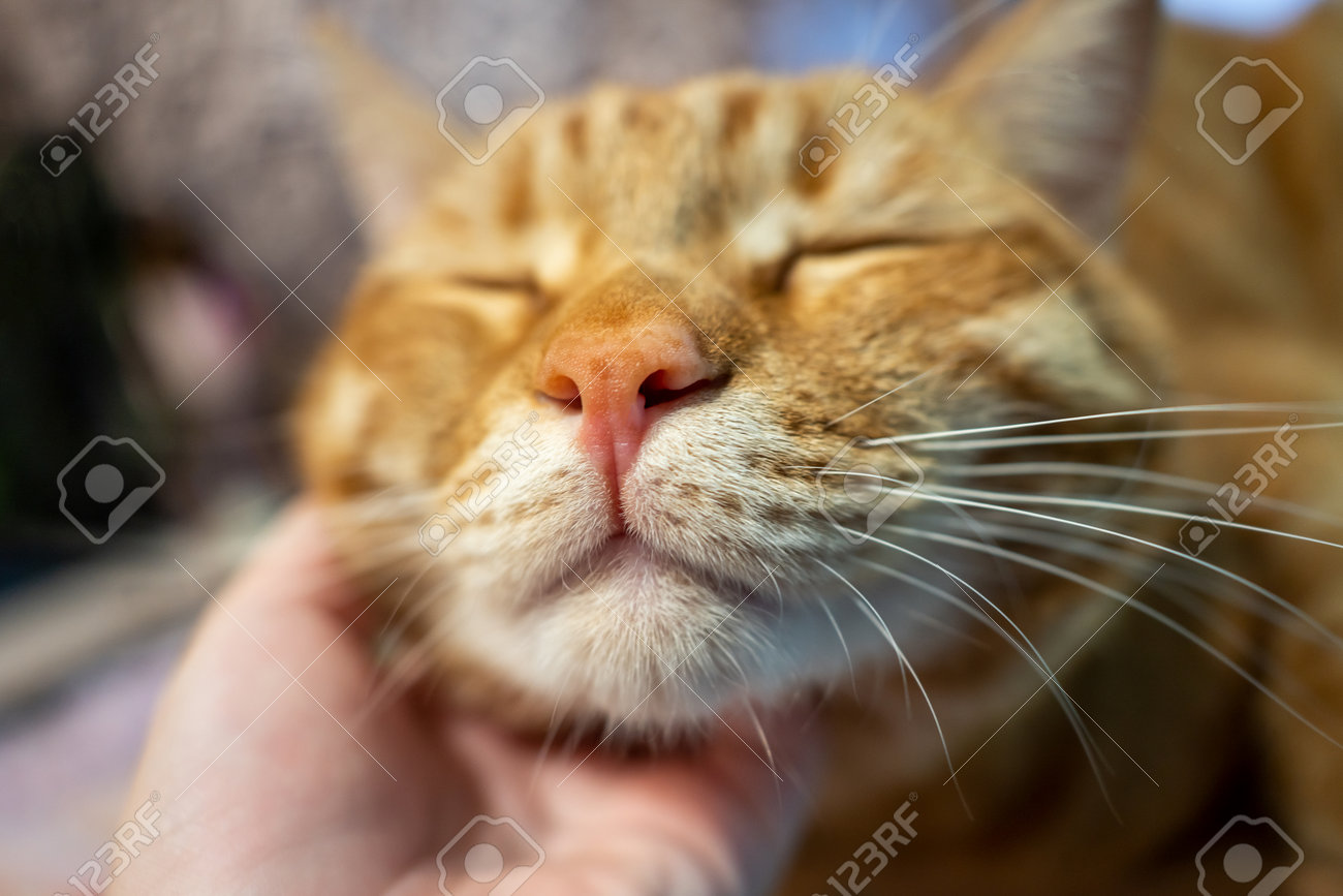 etiam-dictum-ipsum-a-felis