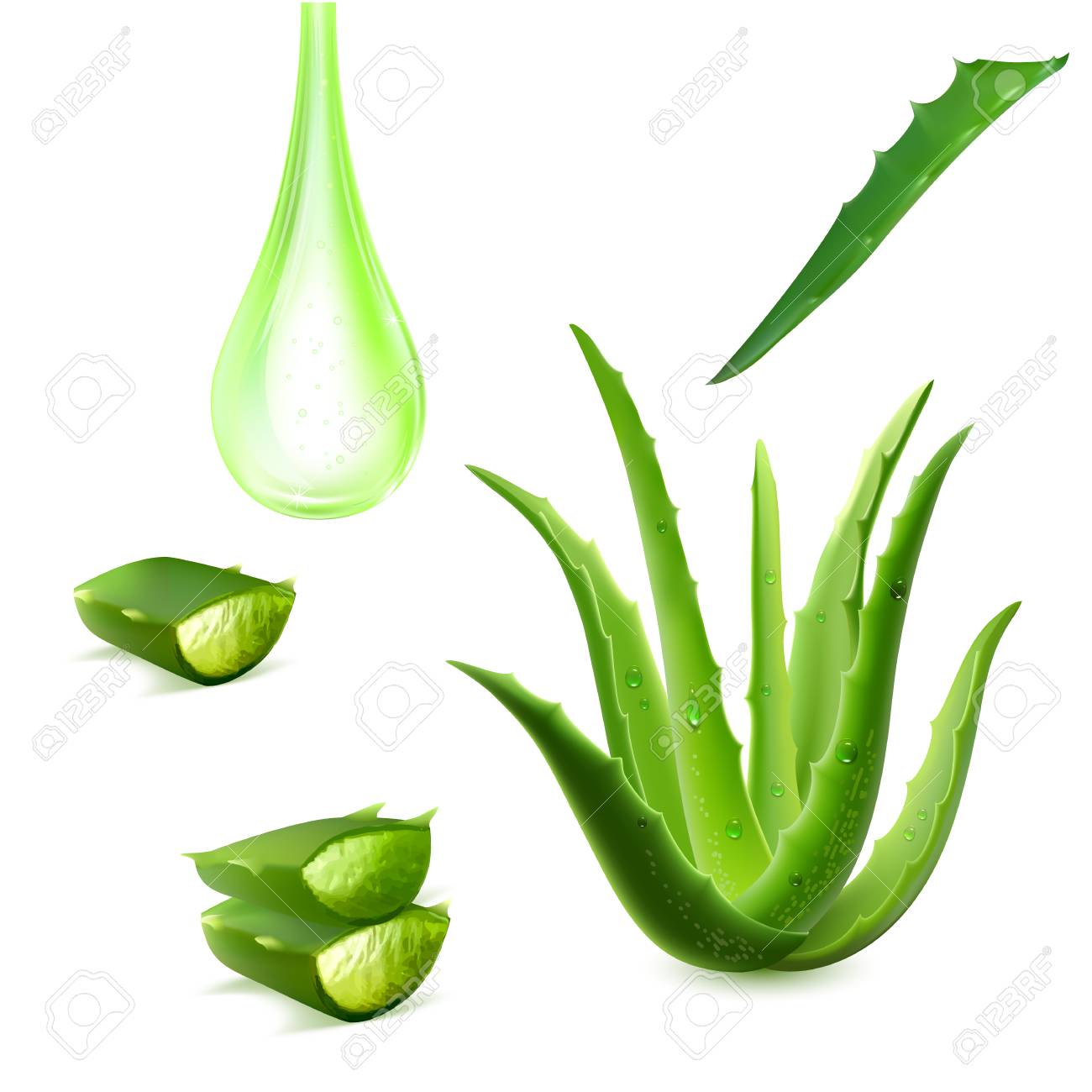 Realistic Aloe Vera Illustration Royalty Free Cliparts Vectors And Stock Illustration Image