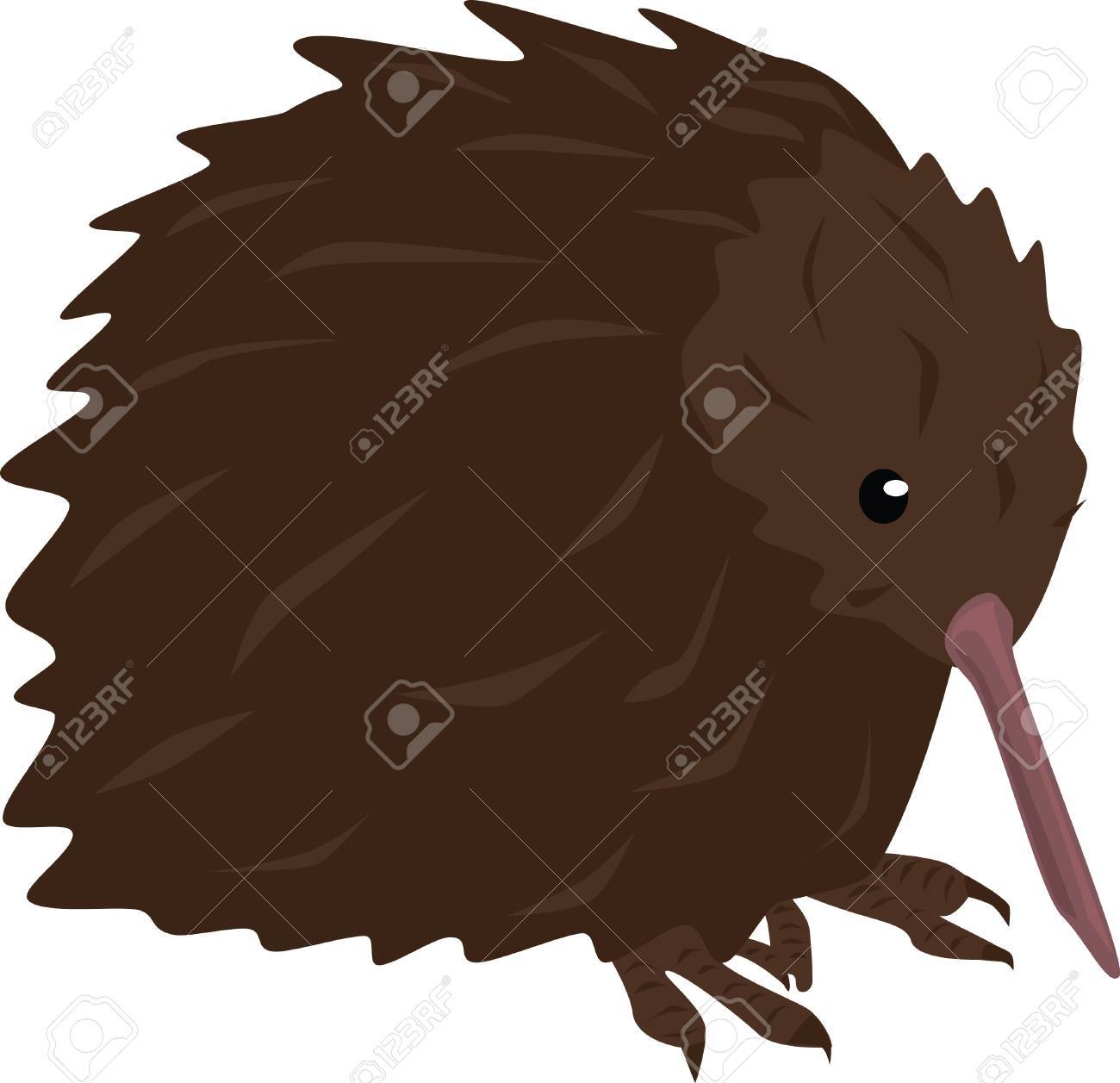Un Oiseau Kiwi Est Originaire De Nouvelle Zélande
