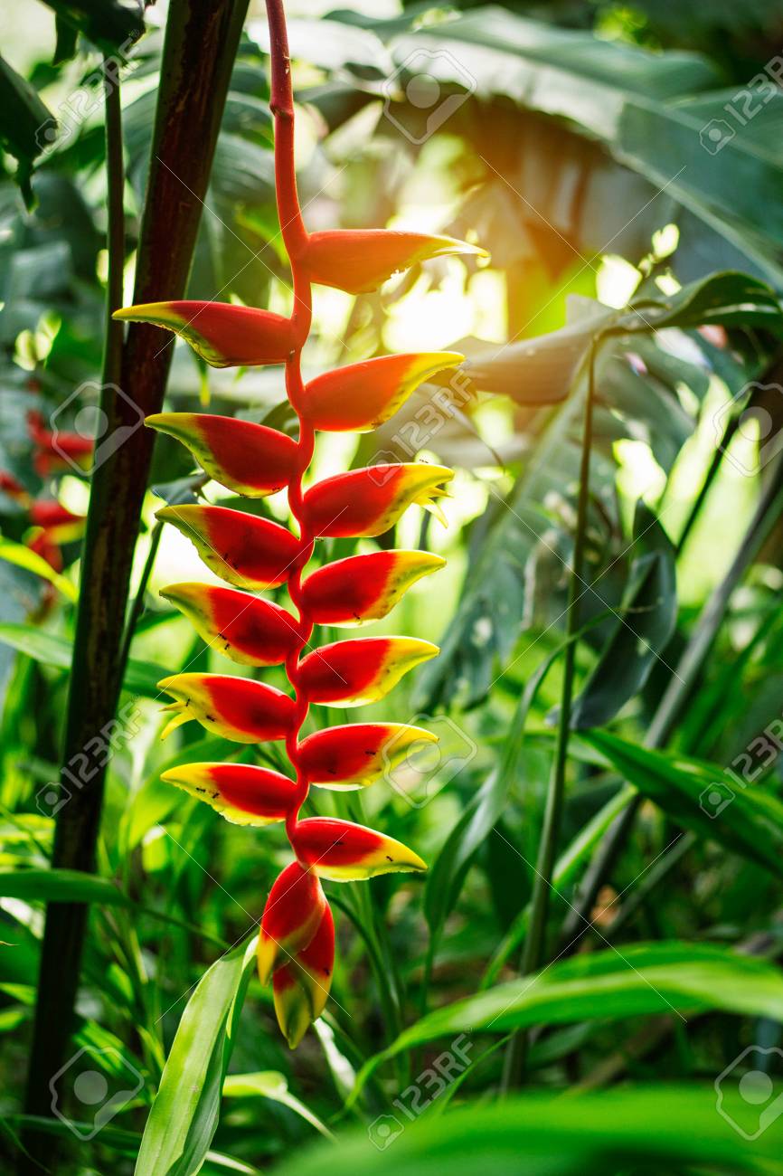 Red Flowers In Tropical Forests Of Asia. Stock Photo, Picture and Royalty  Free Image. Image 85331504., image size:866x1300