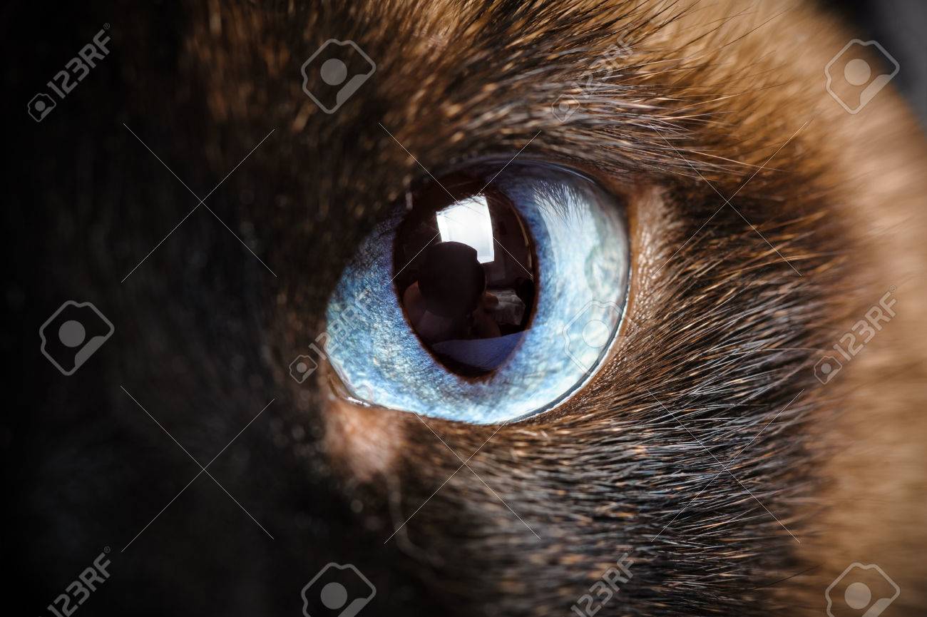 One Siamese Cat Eye Macro Closeup Stock Photo Picture And Royalty
