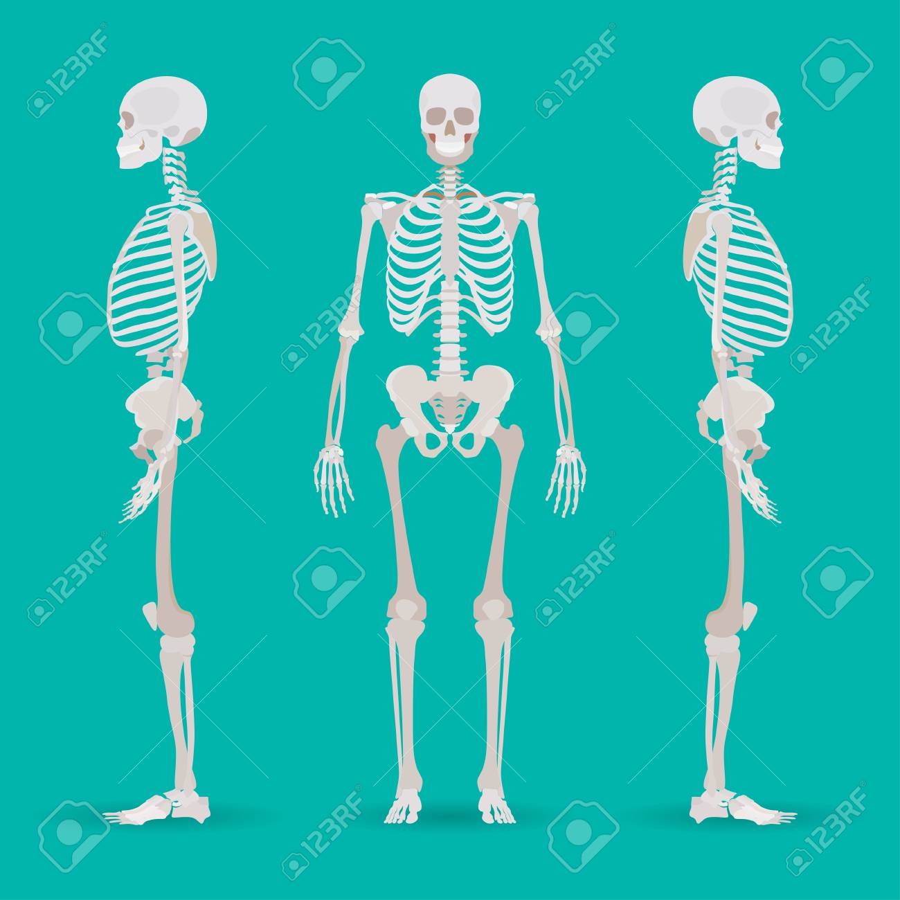 スケルトン人体解剖学側 医療のイラスト ベクトル図 のイラスト素材 ベクタ Image