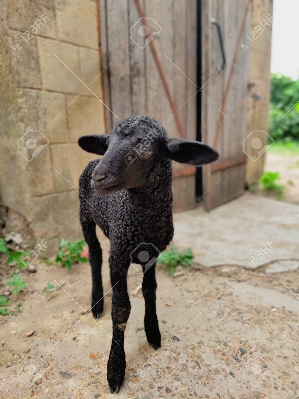 etiam-dictum-ipsum-a-felis