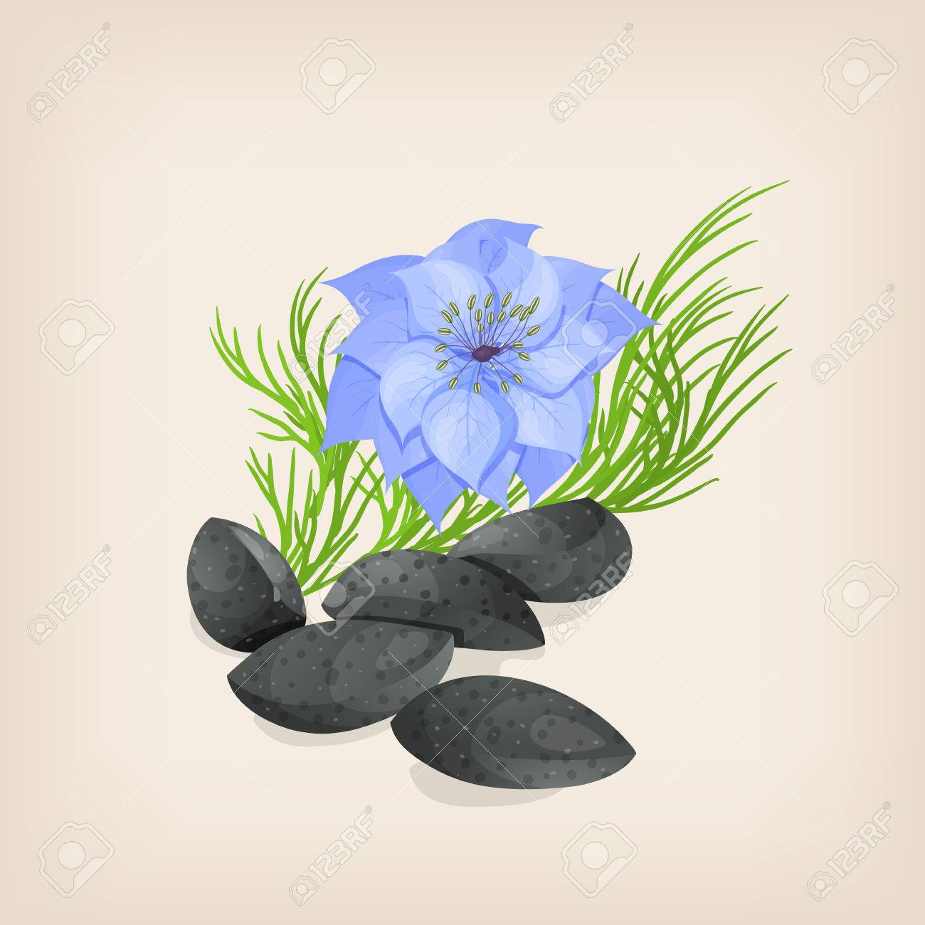 Nigella sativa or fennel flower, nutmeg flower, black caraway, Roman coriander, black cumin, black sesame, blackseed, black caraway, Bunium persicum. - 64531129 Nigella sativa or fennel flower, nutmeg flower, black caraway, Roman coriander, black cumin, black sesame, blackseed, black caraway, Bunium persicum. - 64531129