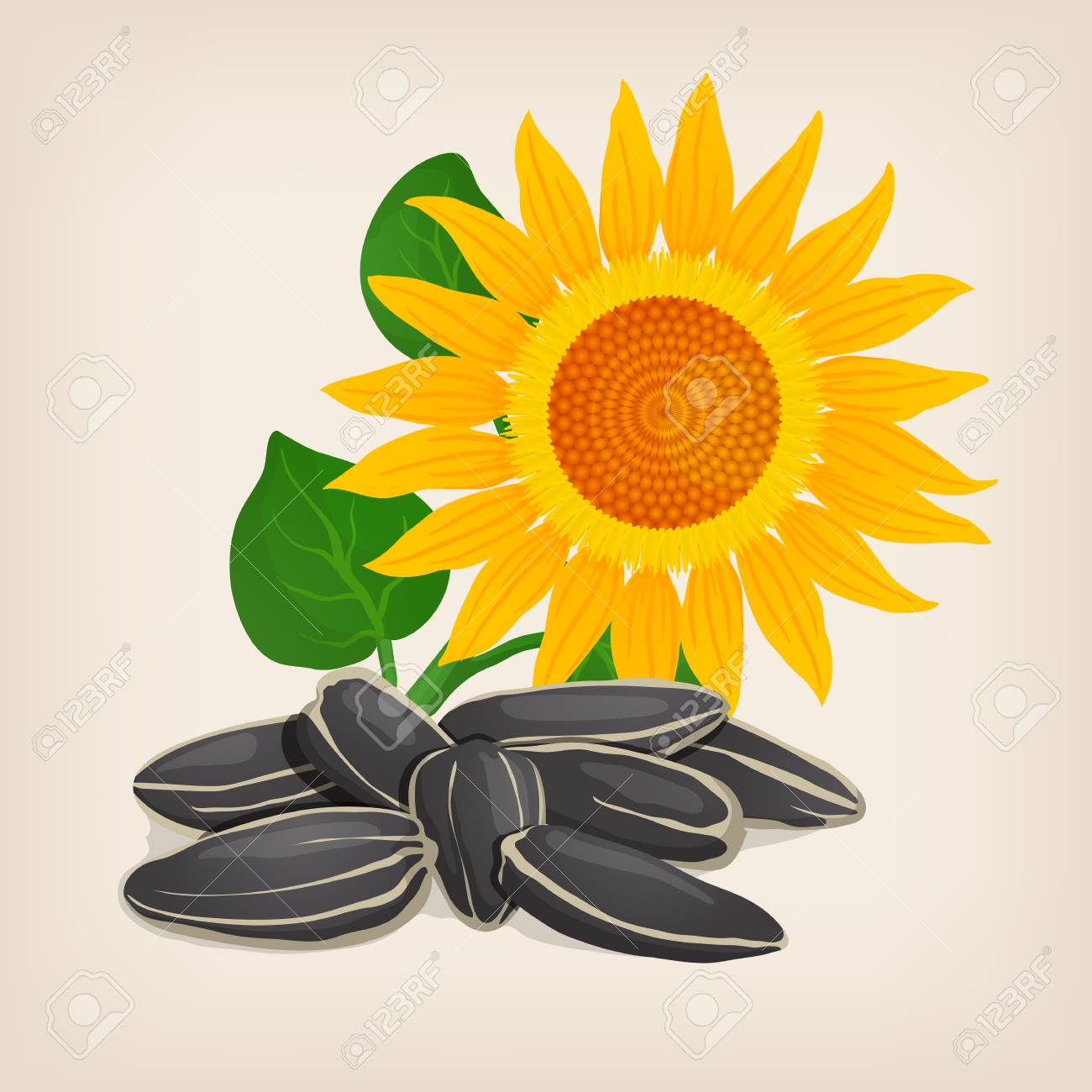 Yellow Sunflowers And Sunflower Seeds Royalty Free Cliparts Vectors And Stock Illustration Image Yellow Sunflowers And Sunflower Seeds Royalty Free Cliparts Vectors And Stock Illustration Image