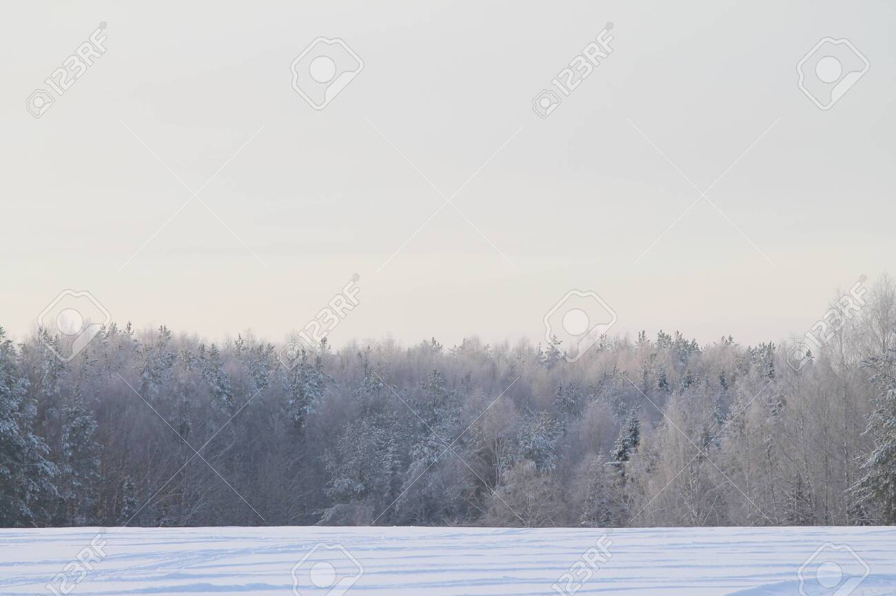 Free: Snowy winter background, gray sky