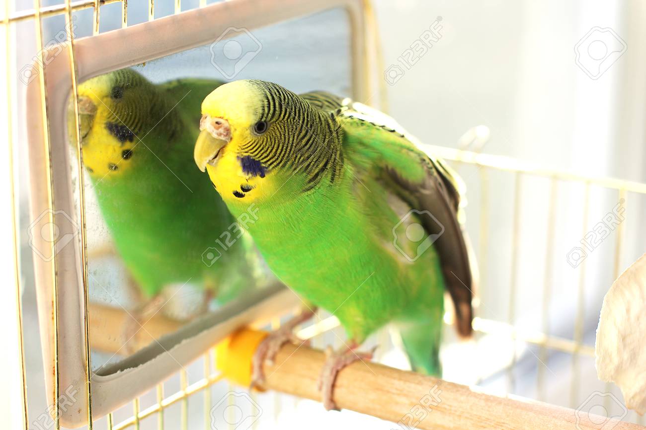 a parrot a wavy parrot in green color stock photo picture and