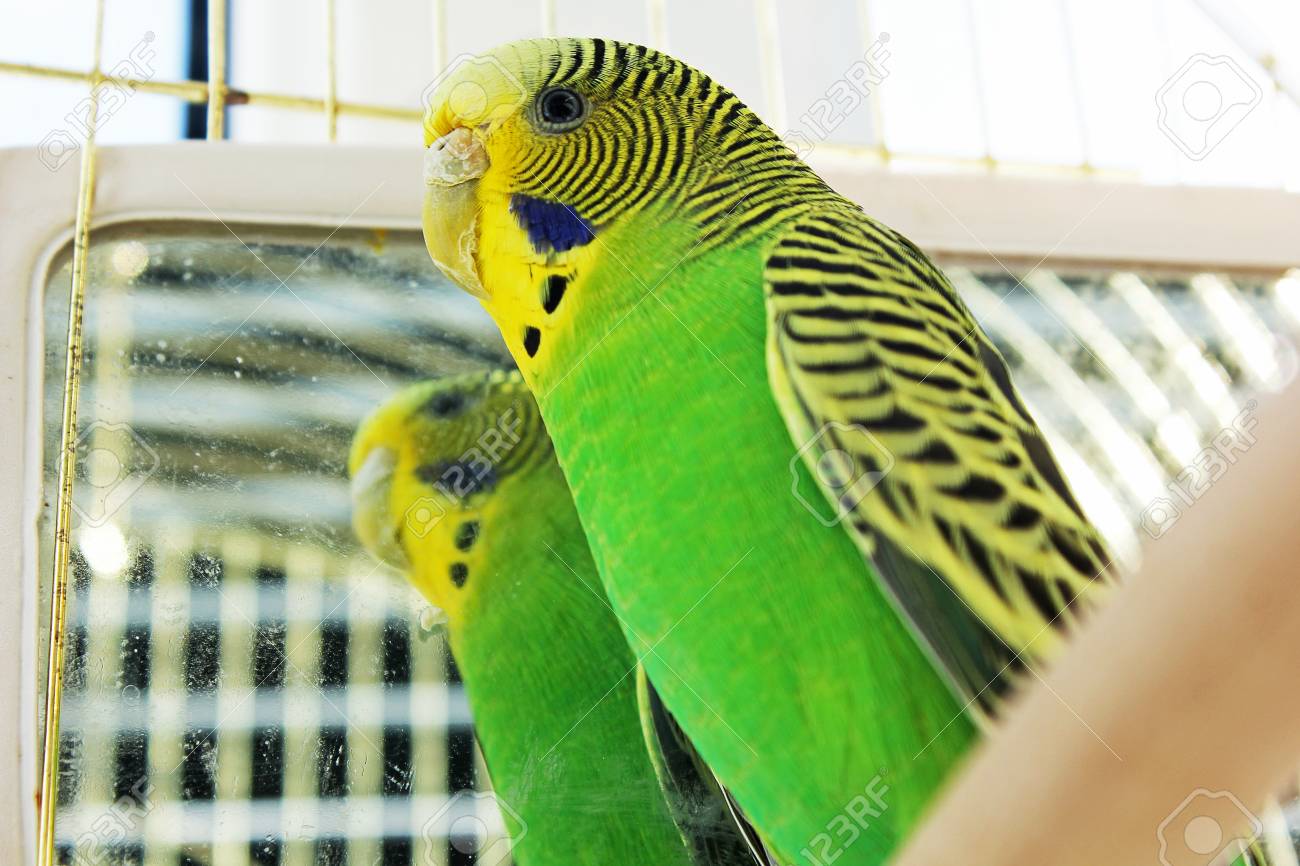 a parrot a wavy parrot in green color stock photo picture and