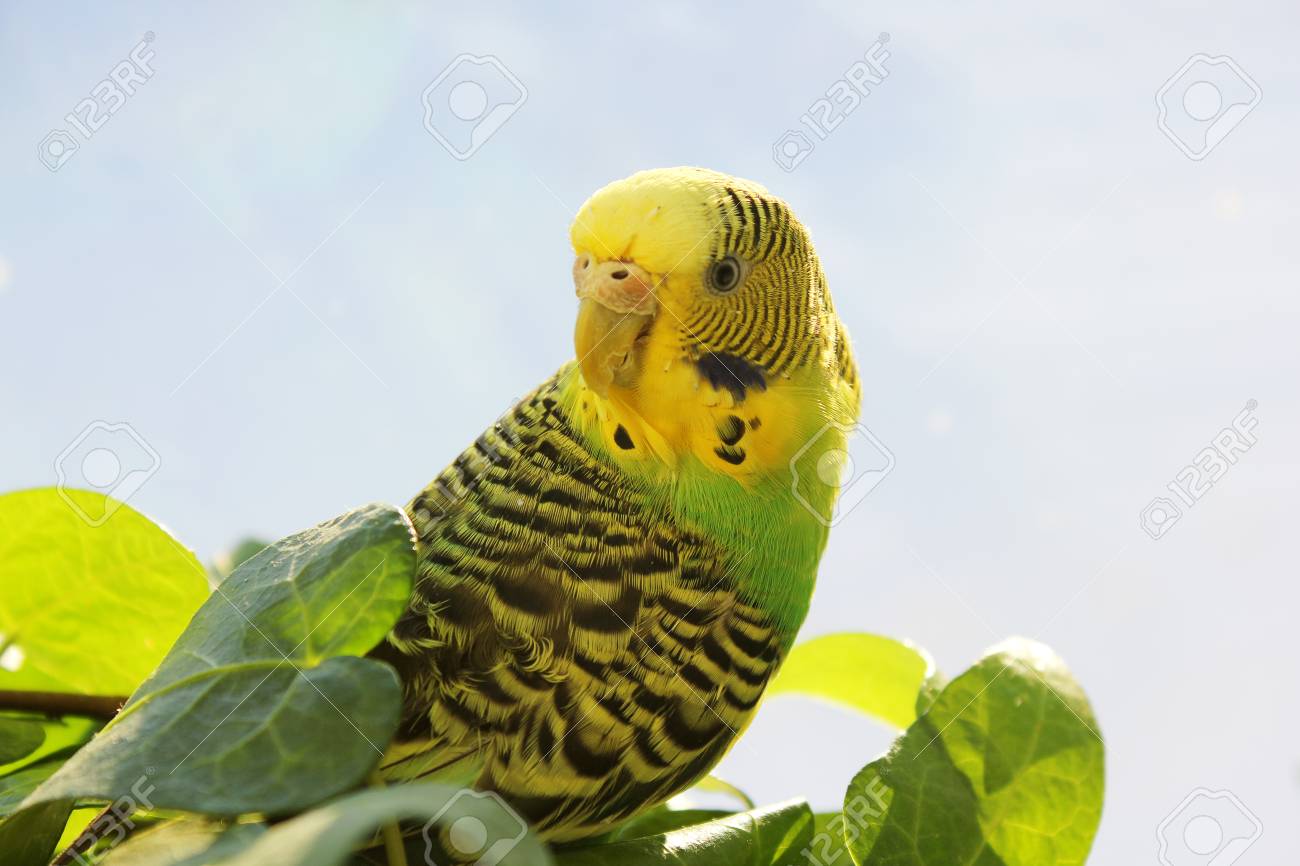 What is interesting wavy parrots, how to determine the age and gender 33 What is interesting wavy parrots, how to determine the age and gender 58