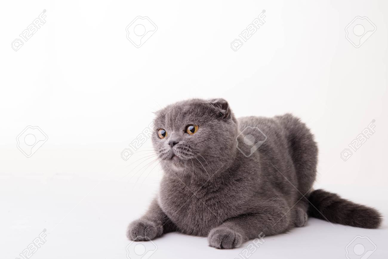 Blue British Shorthair Cat On White Background Stock Photo