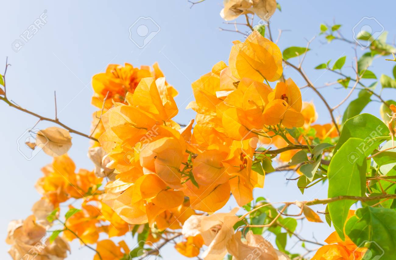 picture Flor Bugambilia Azul flor amarela de bougainvillea no fundo