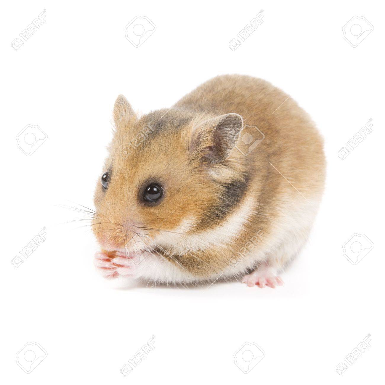 hamster eating peanut