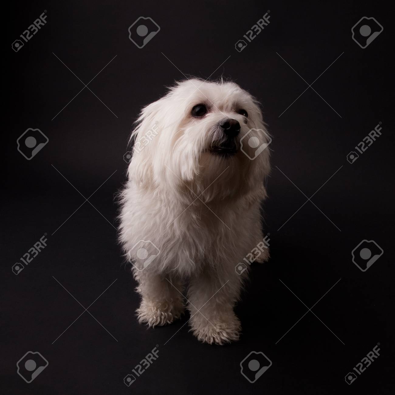 黒の背景に愛らしいマルチーズ の写真素材 画像素材 Image
