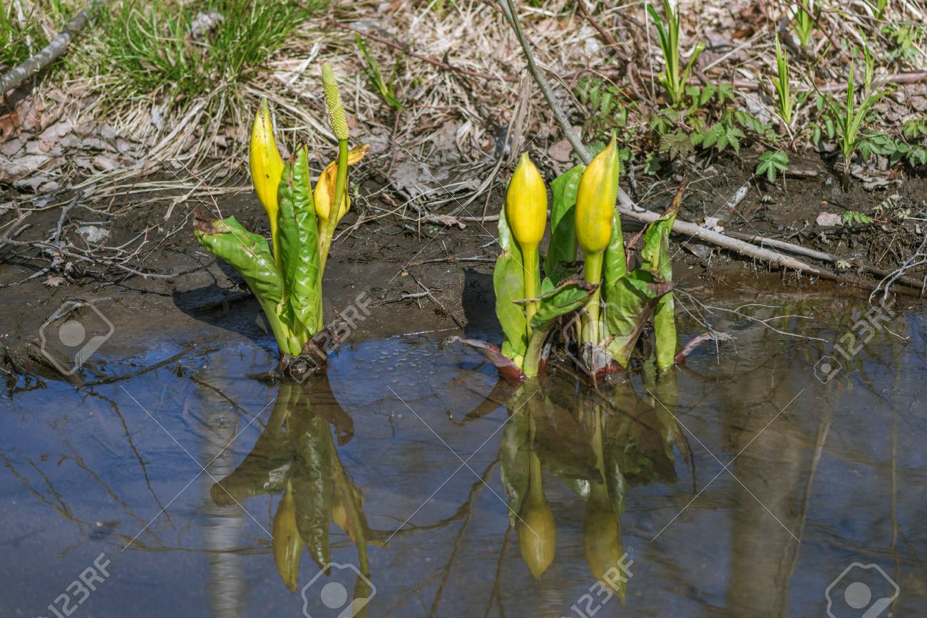 ミズバショウ属のアメリカ西部または黄色のスカンク キャベツとも呼ばれます ストックホルム スウェーデン の写真素材 画像素材 Image