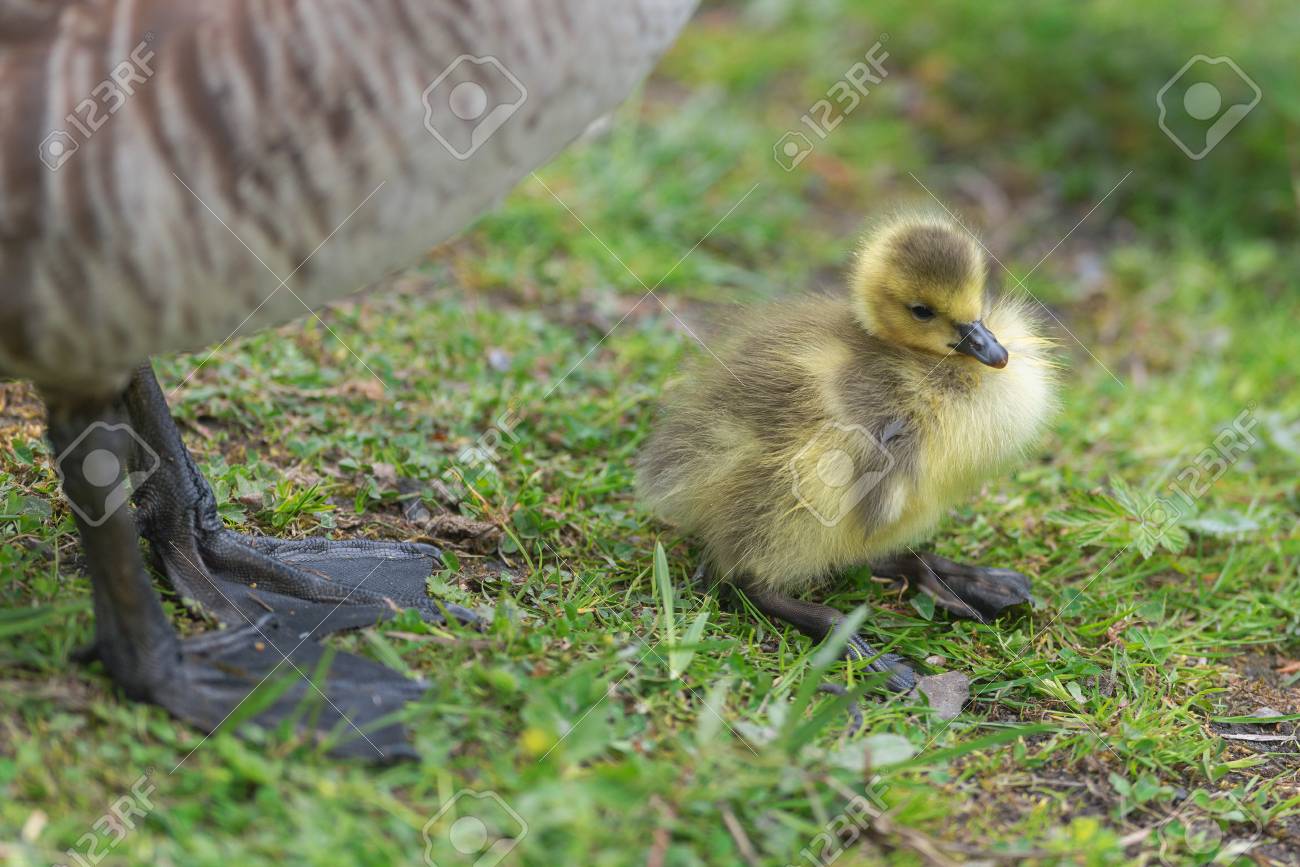 canada goose in sweden canada goose in sweden