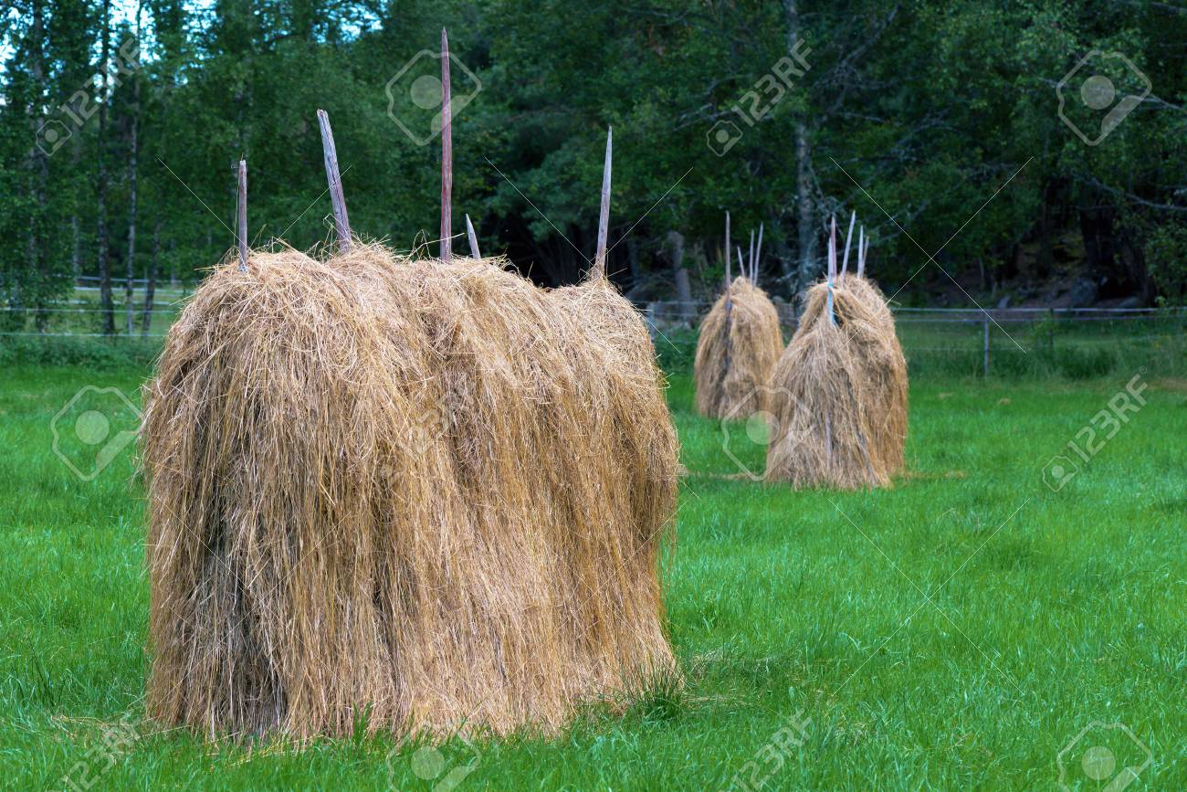 Trocknen Heu In Der Altmodischen Weg Während Des Spätsommer ...
