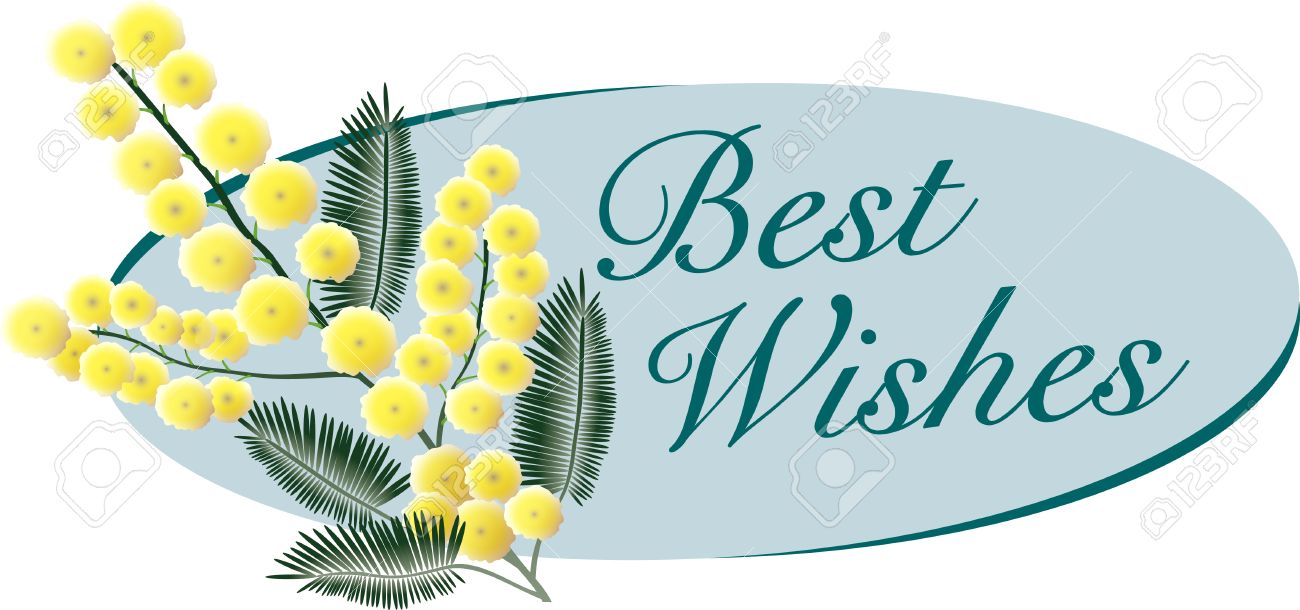 a bunch of mimosa blossoms with best wishes message royalty free
