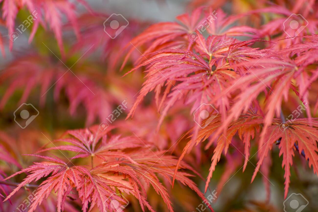 Japanese Maple Acer Palmatum Close Up Of Red Maple Leaves Stock Photo Picture And Royalty Free Image Image