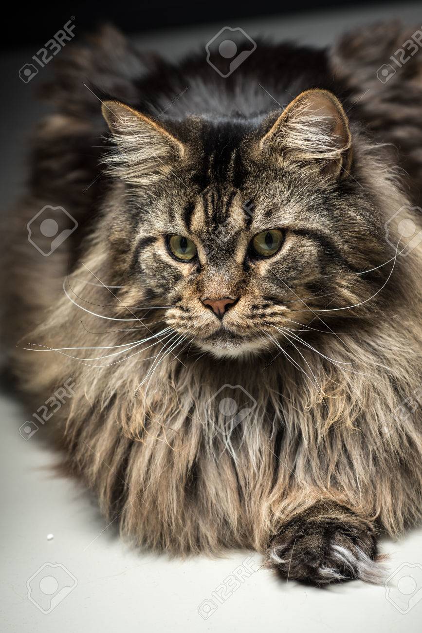 Portrait Of A Young Grey Maine Coon Male Cat Stock Photo Picture And Royalty Free Image Image Portrait Of A Young Grey Maine Coon Male Cat Stock Photo Picture And Royalty Free Image Image