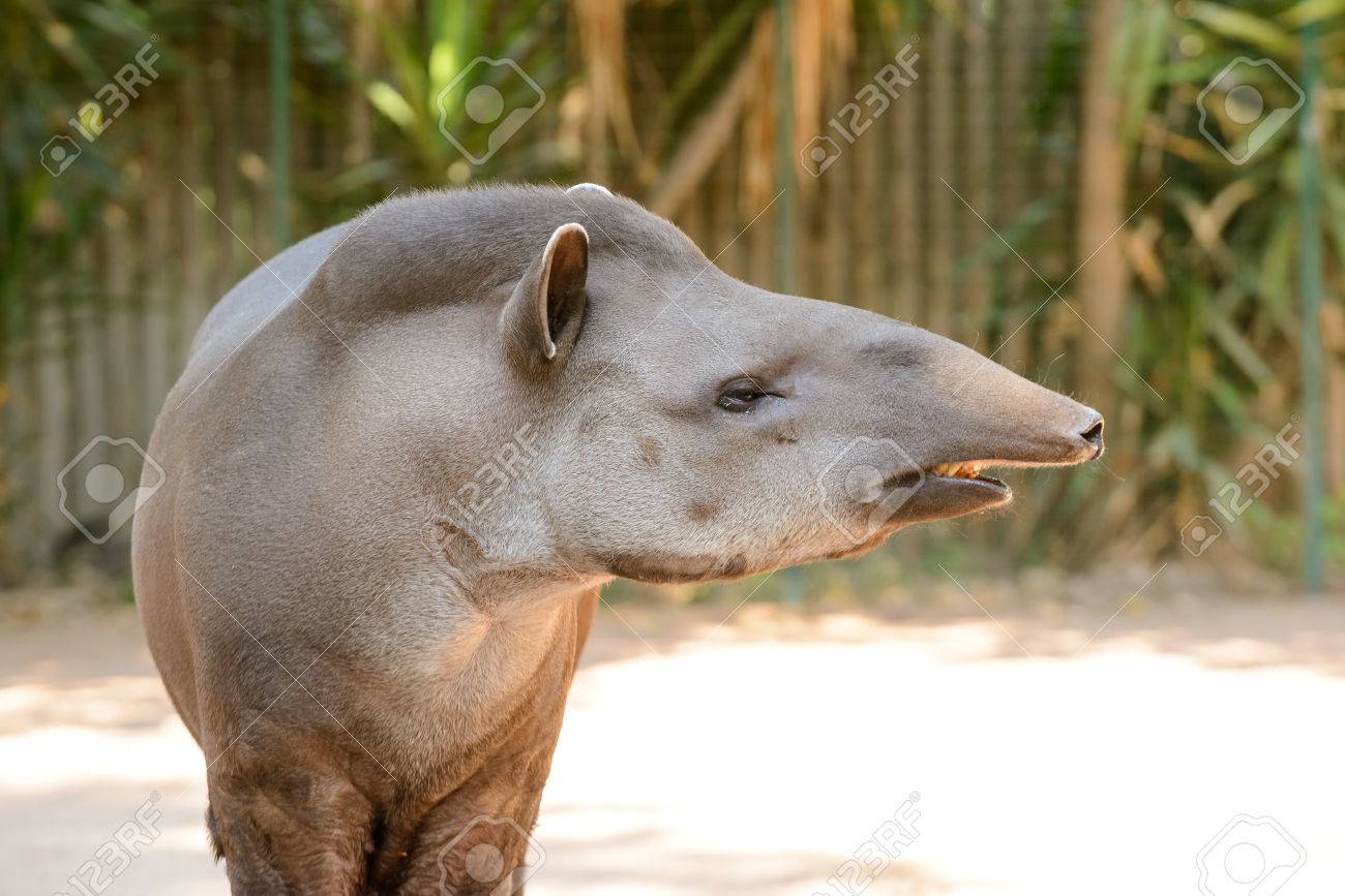 彼の奇妙なバク動物変な鼻 の写真素材 画像素材 Image