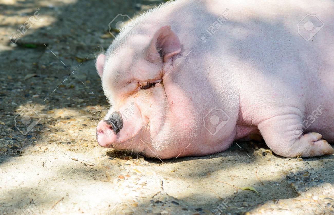 Une Tres Grande Femelle Cochon Rose De Repos Sous Le Soleil Banque D Images Et Photos Libres De Droits Image 63999487