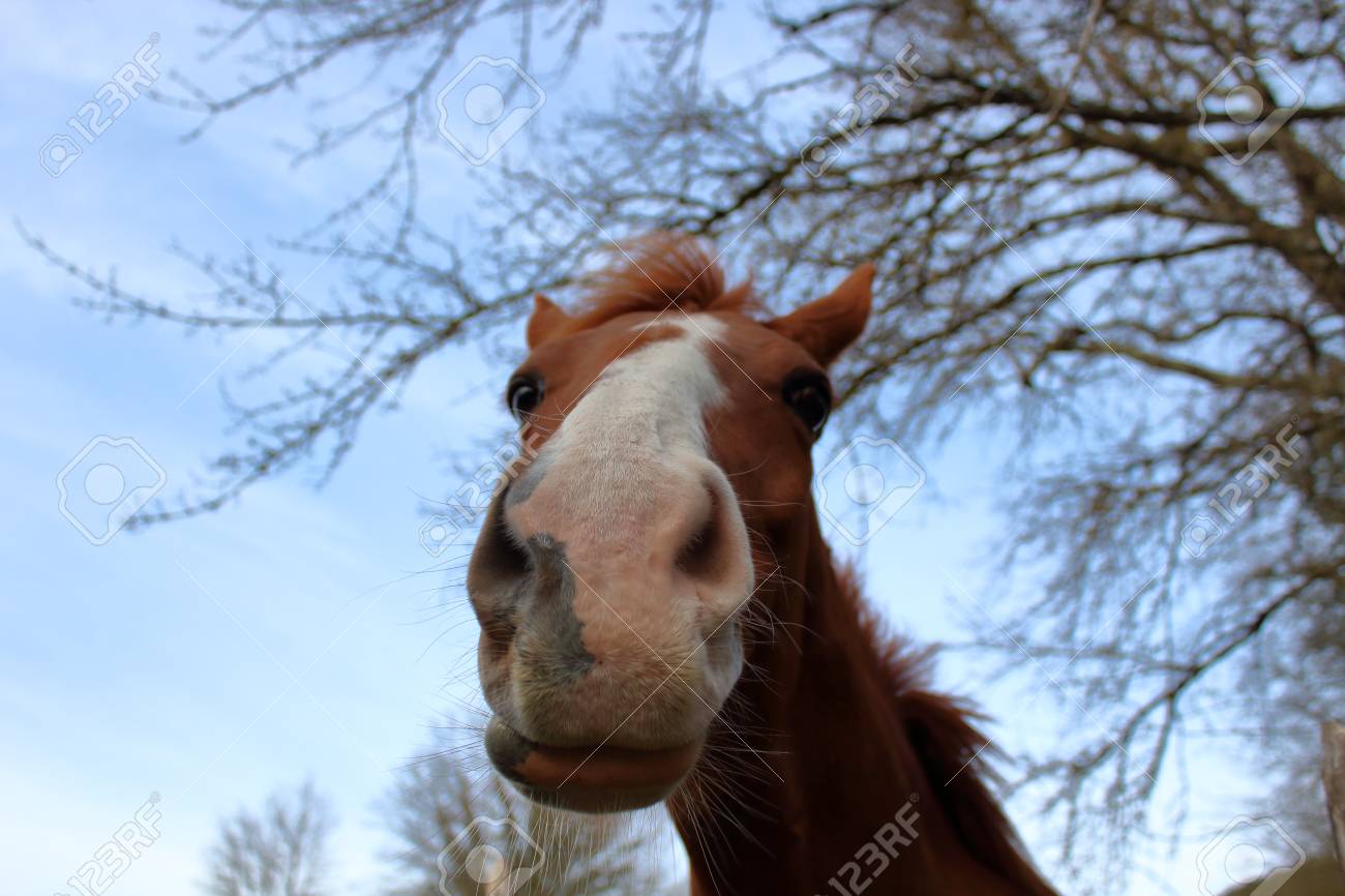 horse head seen from below