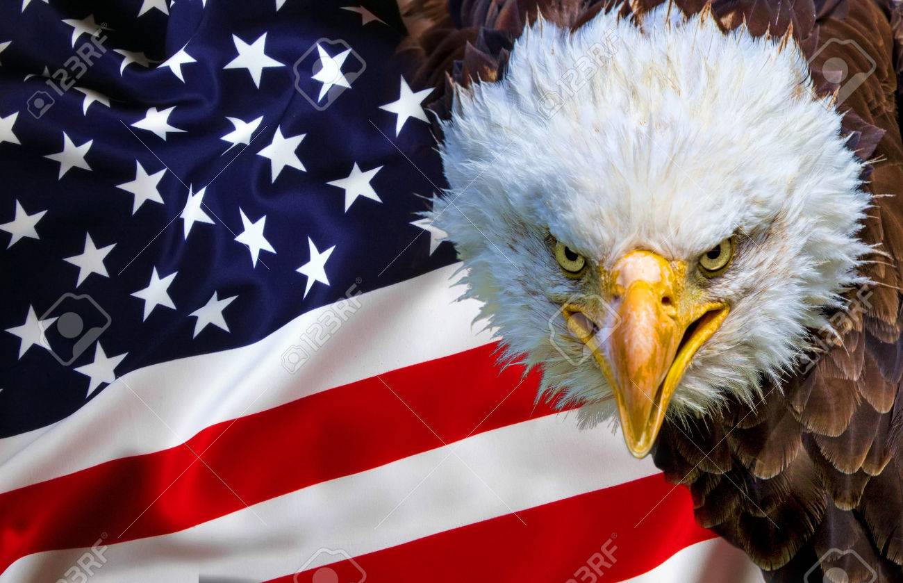 Angry North American Bald Eagle On American Flag. Stock Photo, Picture and  Royalty Free Image. Image 62043047., image size:1300x839