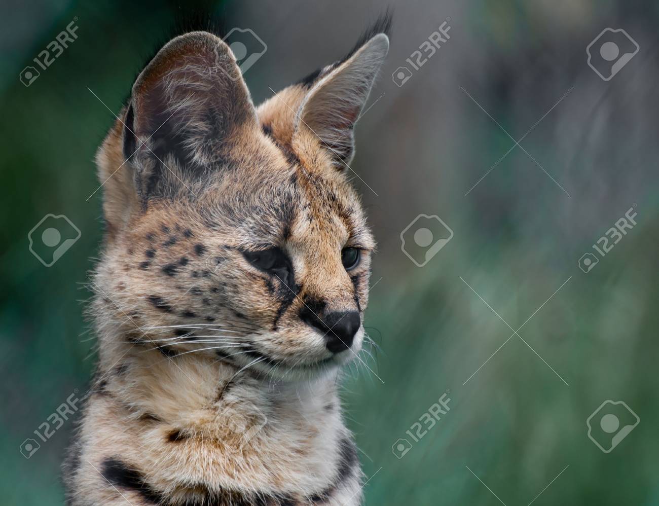 etiam-dictum-ipsum-a-felis