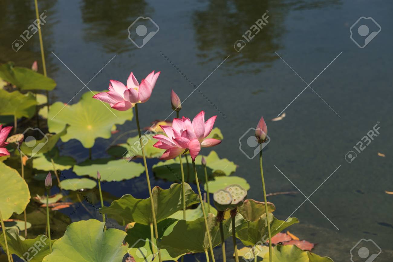 pink lotus flower blooms over a koi pond in southern california