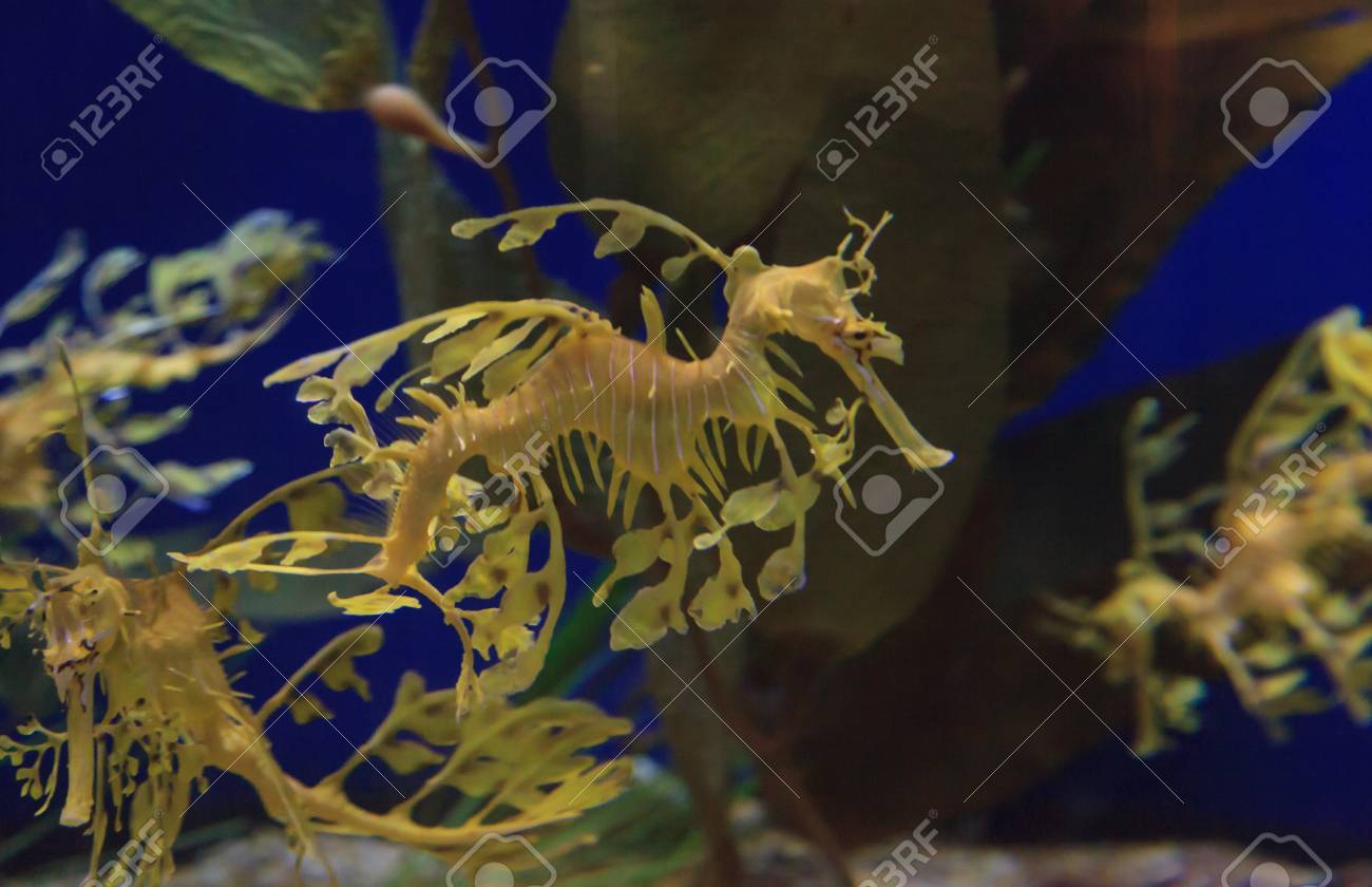 the leafy seadragon phycodurus