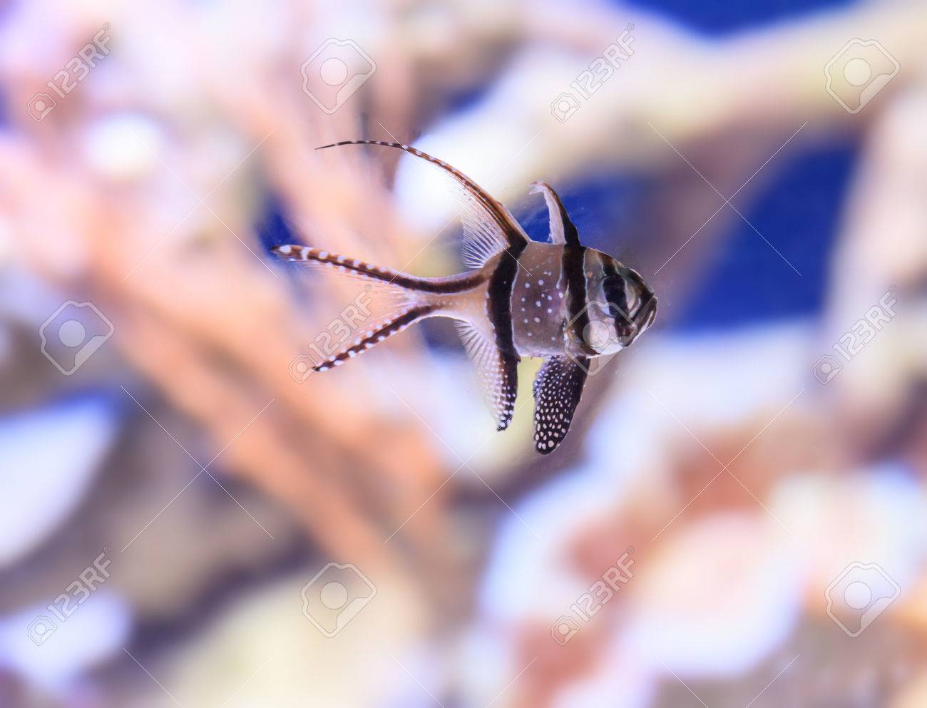 Banggai Cardinalfish Pterapogon Kauderni は インドネシアの Banggai 島は 黒と白の熱帯魚です の写真素材 画像素材 Image Banggai Cardinalfish Pterapogon Kauderni は インドネシアの Banggai 島は 黒と白の熱帯魚です の写真素材 画像素材 Image